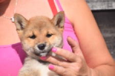 Shiba Inu (teef) 29404