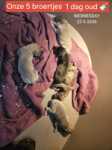 Whippet " Margeritta"