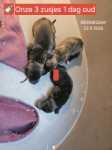Whippet " Margeritta"