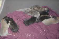 Whippet " Margeritta"