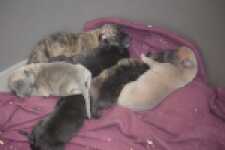 Whippet " Margeritta"
