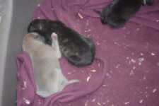 Whippet " Margeritta"