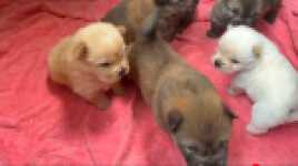 Chow- chow nestje " Roma "