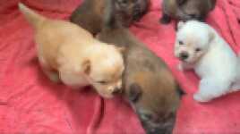 Chow- chow nestje " Roma "