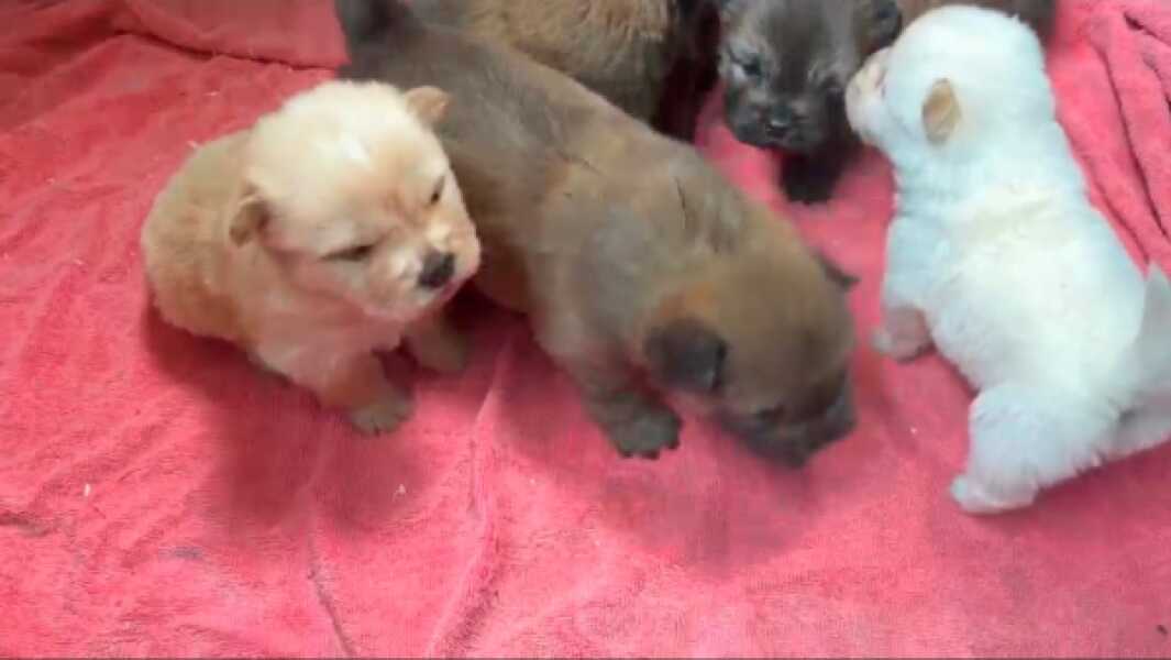 Chow- chow nestje " Roma "