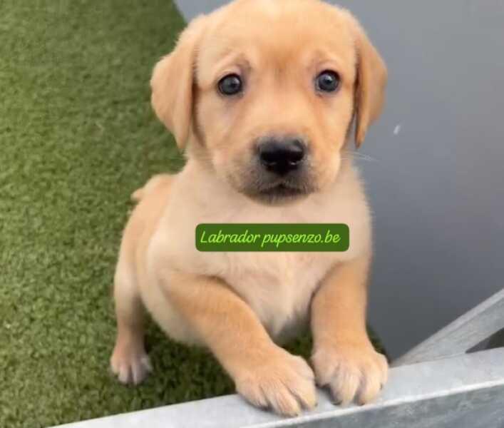 Labrador nestje " Luna "