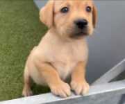 Labrador nestje " Luna "