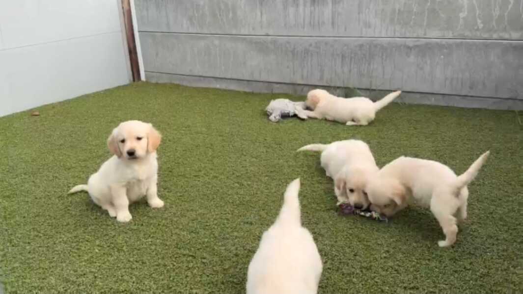 Golden retriever nestje " Micha "