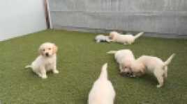 Golden retriever nestje " Micha "