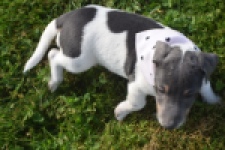 Jack Russel (reu) 95860