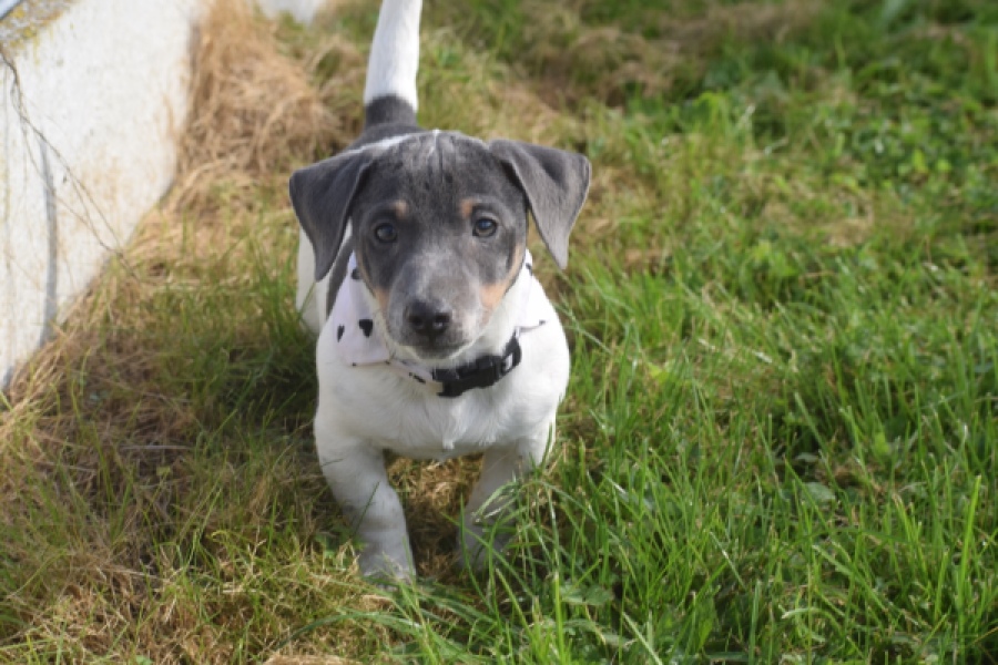 Jack Russel (reu) 95860