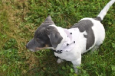 Jack Russel (reu) 95860