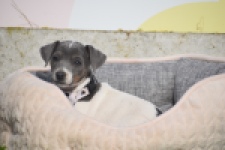 Jack Russel (teef) 95855