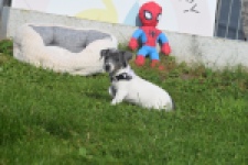 Jack Russel (teef) 95855