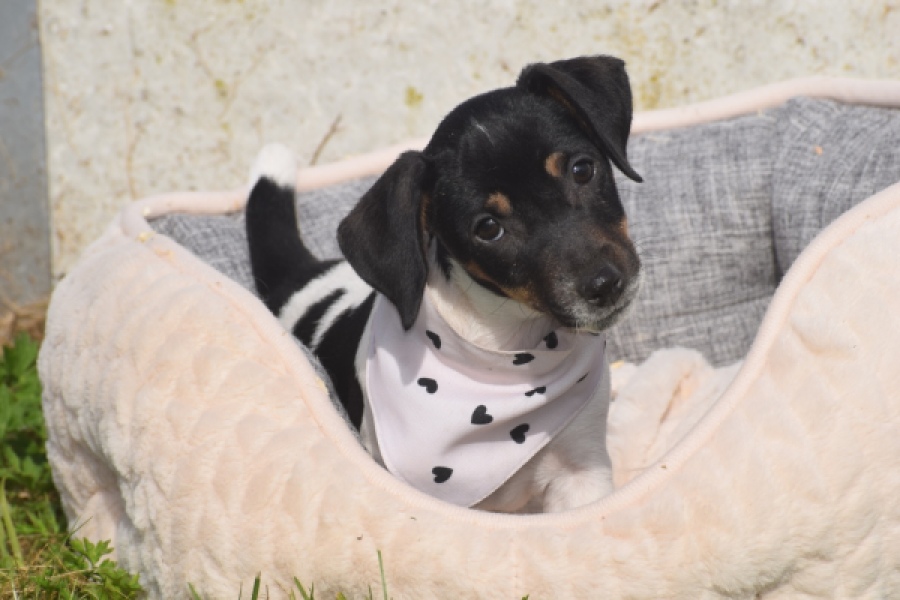Jack Russel (teef) 95851