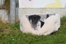 Jack Russel (teef) 95851