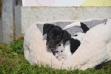 Jack Russel (teef) 95851