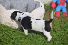Jack Russel (teef) 95851