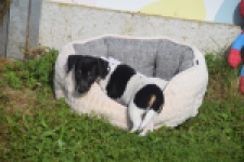 Jack Russel (teef) 95851