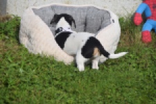 Jack Russel (teef) 95851