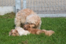 Maltipoo nestje " Yuna "