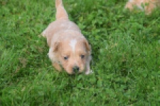 Maltipoo nestje " Yuna "