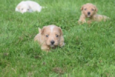 Maltipoo nestje " Yuna "