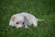 Maltipoo nestje " Yuna "