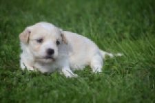 Maltipoo nestje " Yuna "
