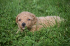 Maltipoo nestje " Yuna "
