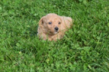 Maltipoo nestje " Yuna "