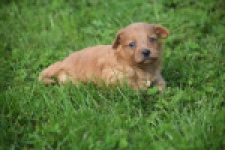 Maltipoo nestje " Yuna "