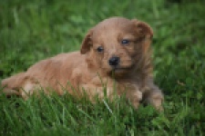 Maltipoo nestje " Yuna "