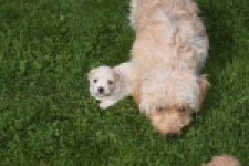Maltipoo nestje " Yuna "