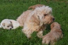 Maltipoo nestje " Yuna "