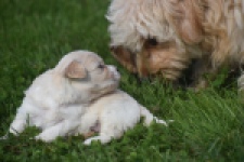 Maltipoo nestje " Yuna "