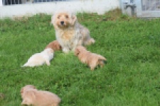 Maltipoo nestje " Yuna "