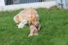Maltipoo nestje " Yuna "