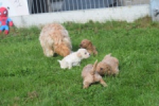 Maltipoo nestje " Yuna "