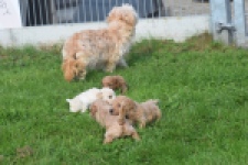 Maltipoo nestje " Yuna "