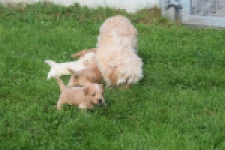 Maltipoo nestje " Yuna "