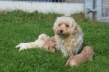 Maltipoo nestje " Yuna "