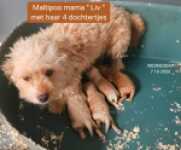 Maltipoo nestje " Liv "