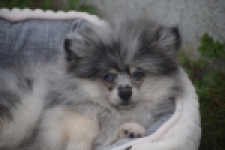 Keeshond (reu) 50623