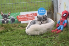 Keeshond (reu) 50623