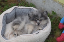 Keeshond (reu) 50623
