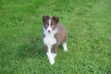 Border Collie (reu) 52236