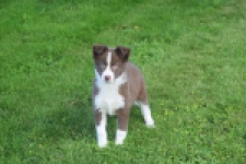 Border Collie (reu) 52236