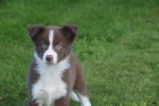 Border Collie (reu) 52236