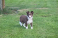Border Collie (reu) 52236